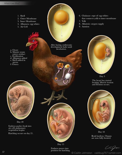 Chicken Women: The Embryonic Cycle of a Chicken - Day #4